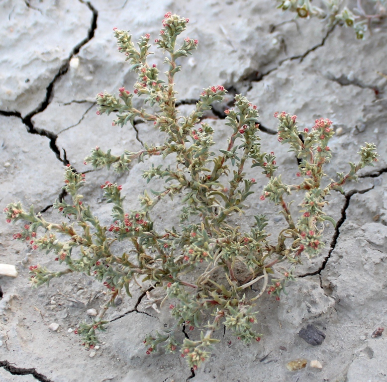 Image of Petrosimonia glauca specimen.