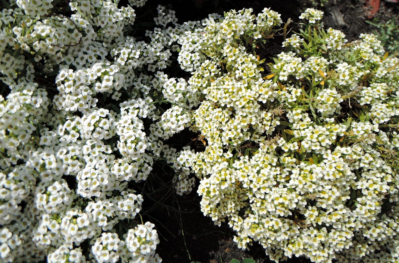 Изображение особи Lobularia maritima.