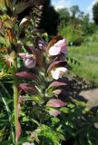 Acanthus hungaricus