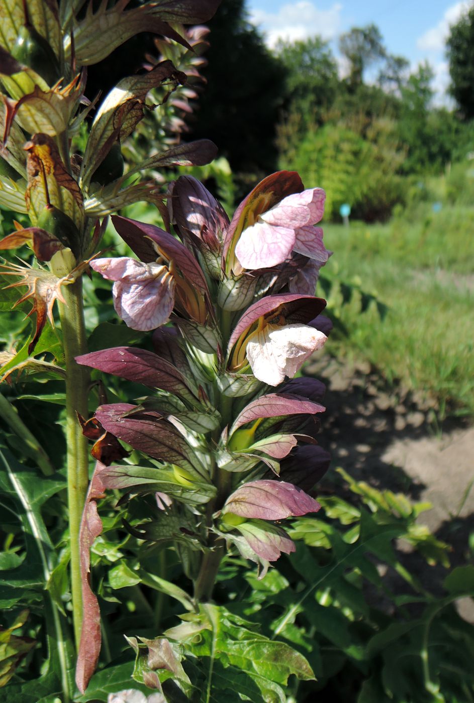 Image of Acanthus hungaricus specimen.