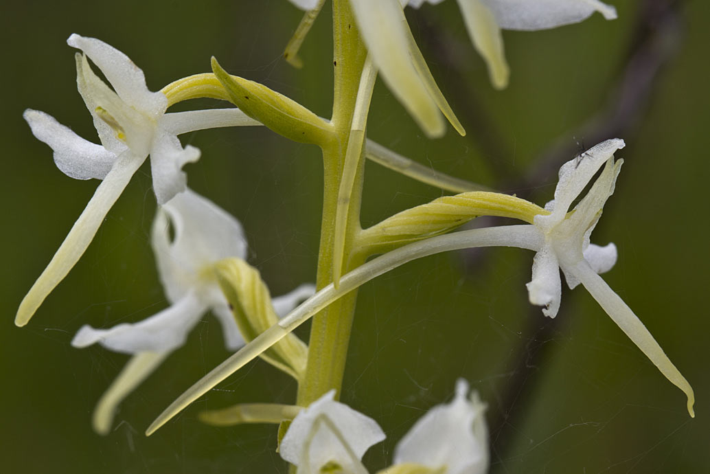 Изображение особи Platanthera bifolia.