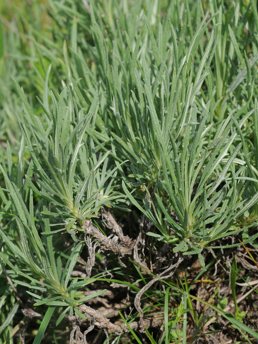 Image of Jurinea suffruticosa specimen.