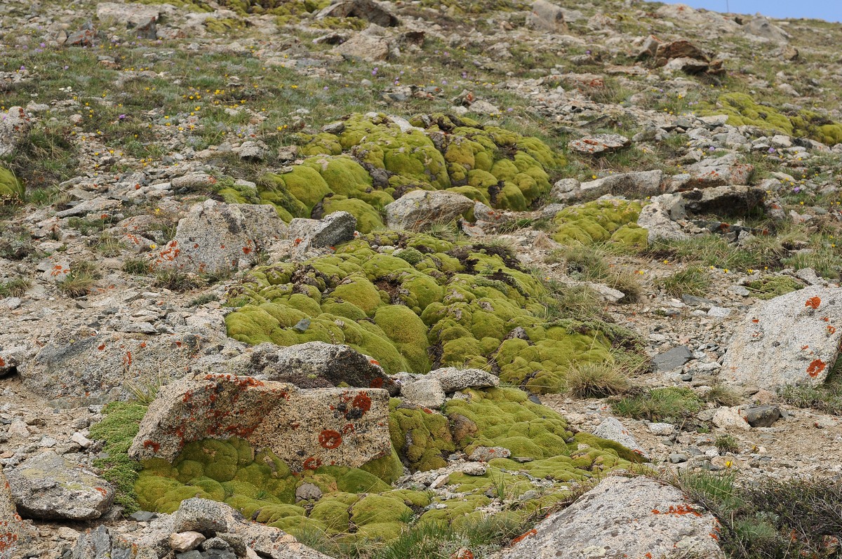 Image of Thylacospermum caespitosum specimen.