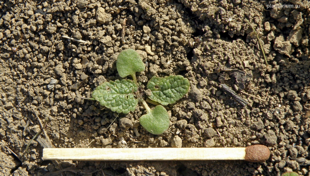 Image of Salvia tesquicola specimen.