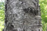 Betula platyphylla. Часть ствола взрослого растения. Владивосток, Ботанический сад-институт ДВО РАН, экологическая тропа в лесу. 04.10.2016.