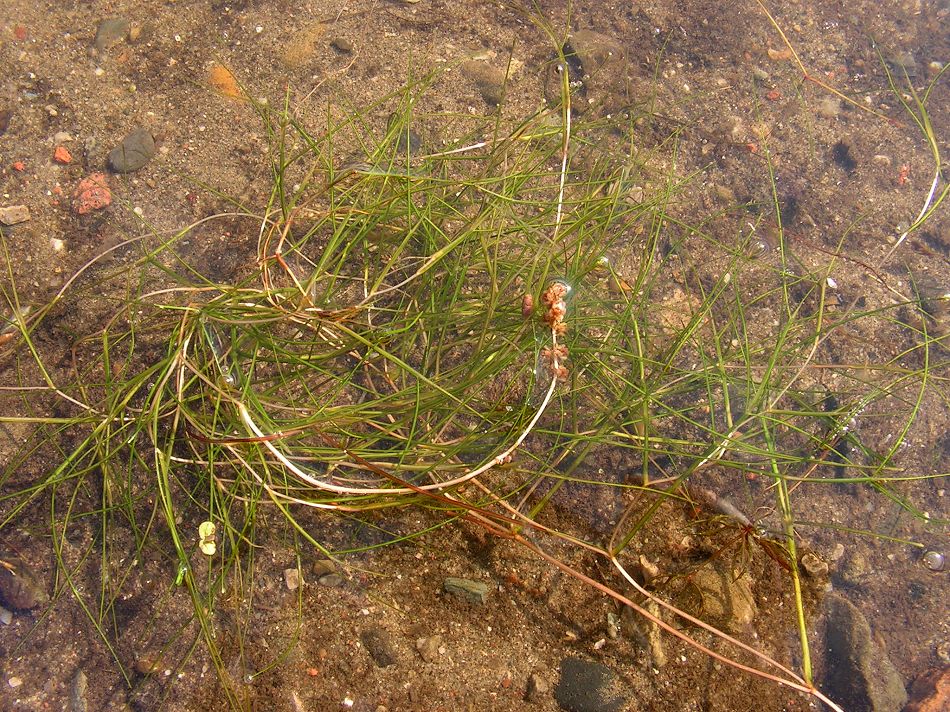 Изображение особи Potamogeton pectinatus.