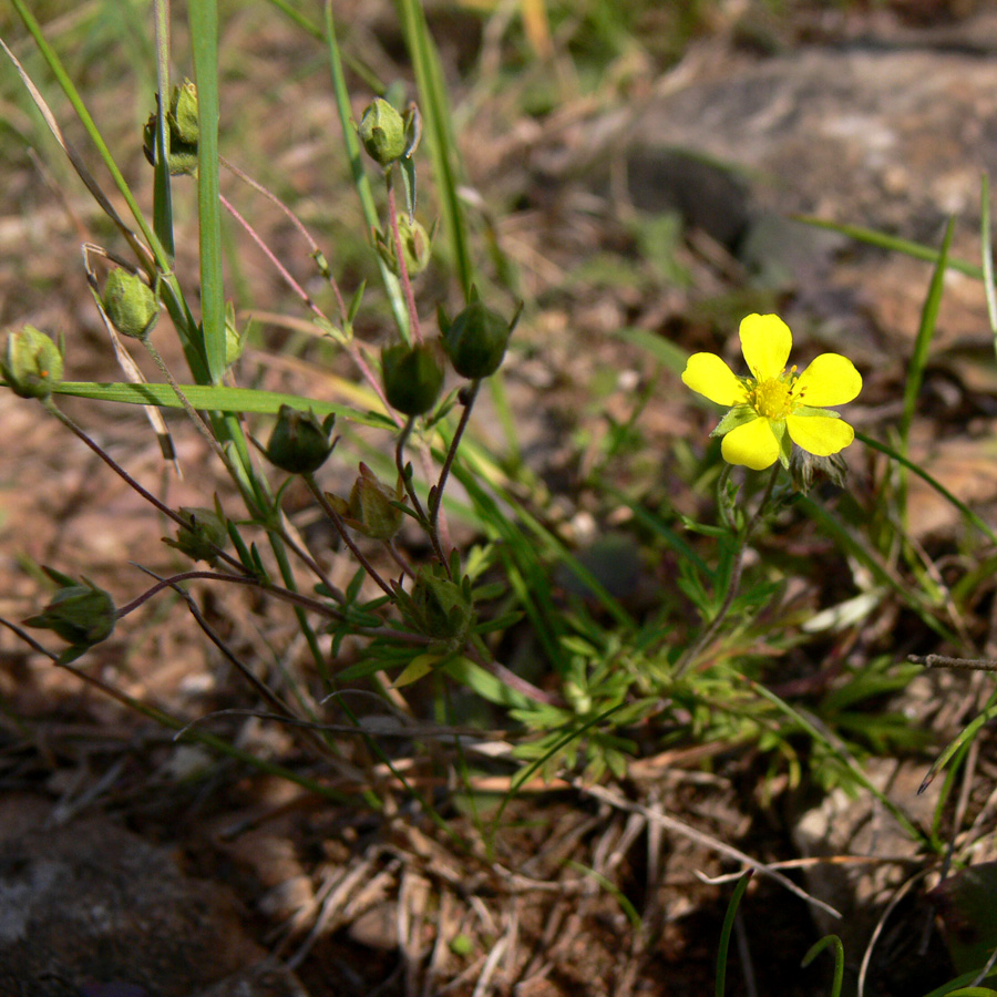 Изображение особи Potentilla argentea.