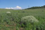 Crambe aspera