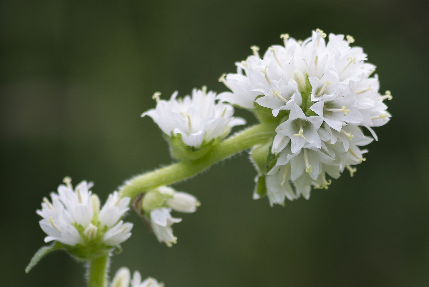 Изображение особи Campanula cervicaria.