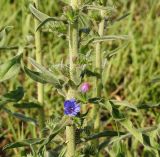 Echium vulgare. Часть побега расцветающего растения. Восточный Казахстан, Кокпектинский р-н, 25 км в горы от с. Пантелеймоновка, 1000 м н.у.м., пологий склон сопки. 13.06.2016.