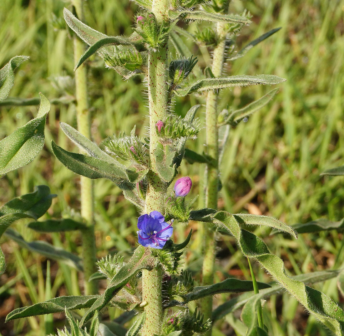 Изображение особи Echium vulgare.