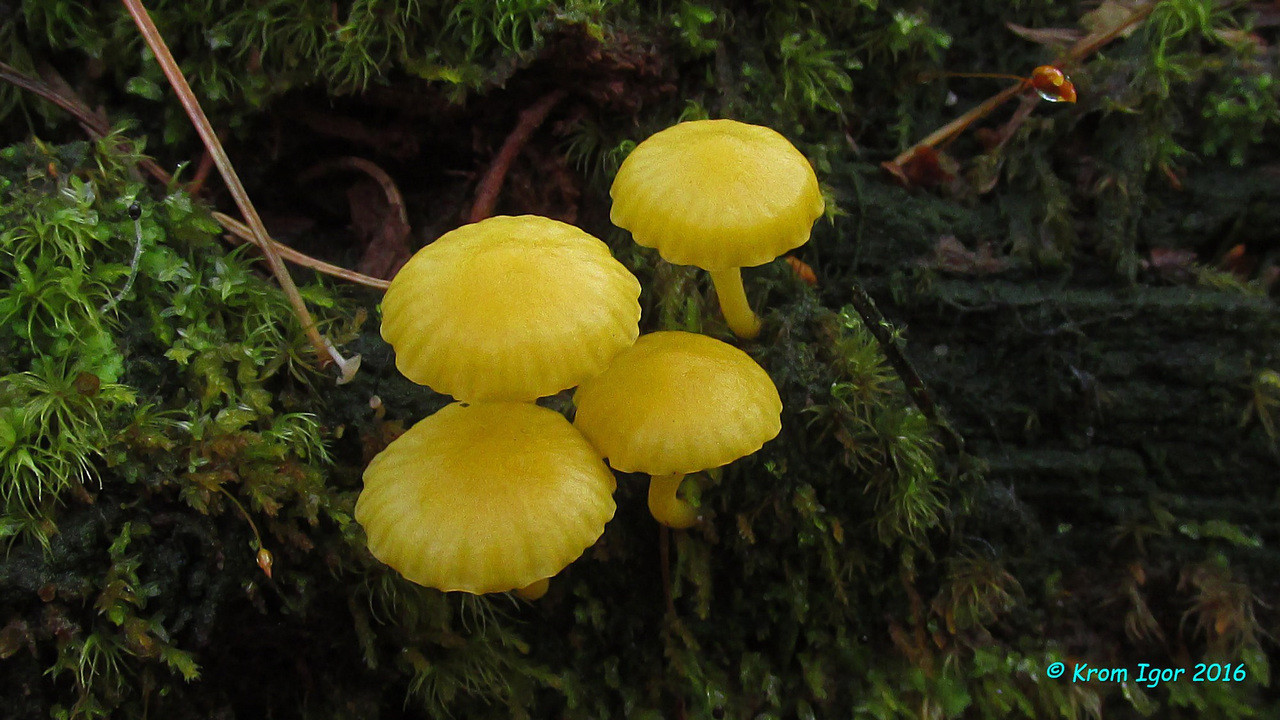 Изображение особи Lichenomphalia alpina.