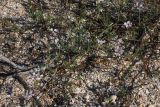 Securigera varia. Цветущее растение на ракушковом песке. Крым, Арабатская стрелка (юг). 24.07.2009.