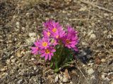 Primula cuneifolia