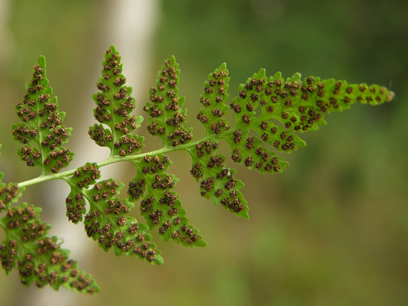 Изображение особи Cystopteris fragilis.