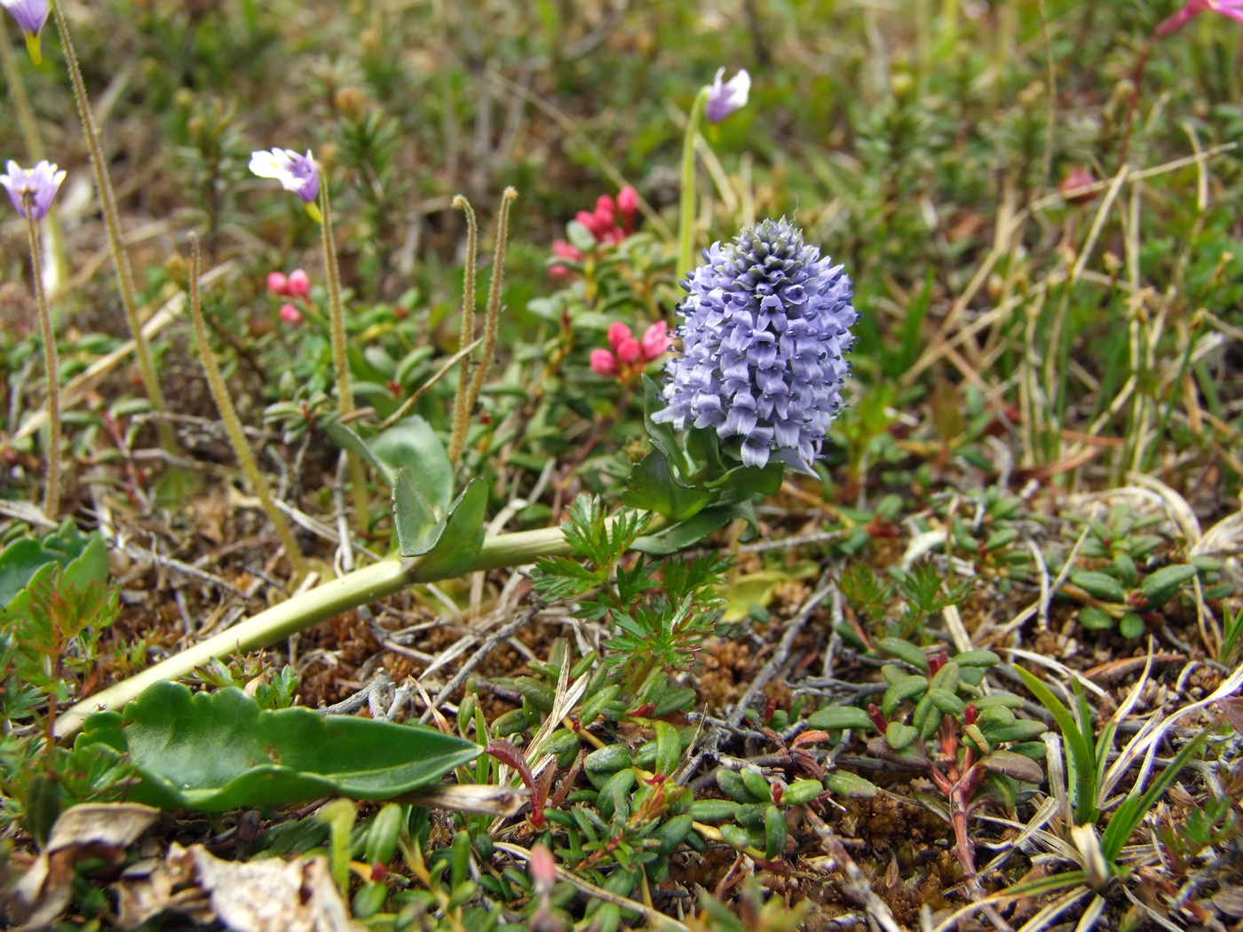 Image of Lagotis minor specimen.