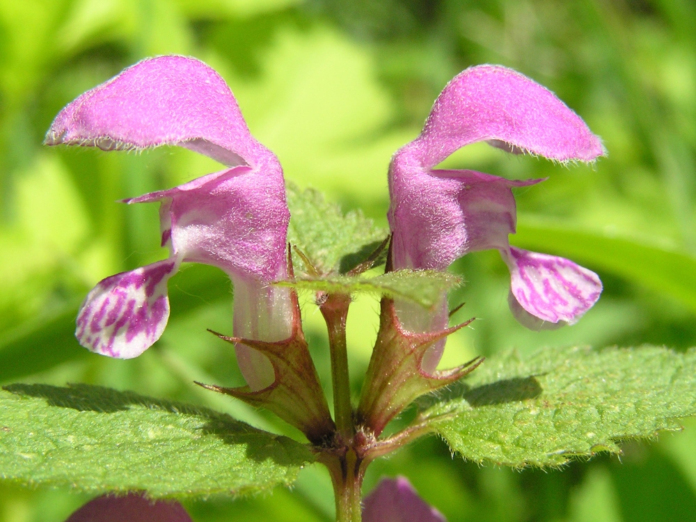 Image of Lamium maculatum specimen.