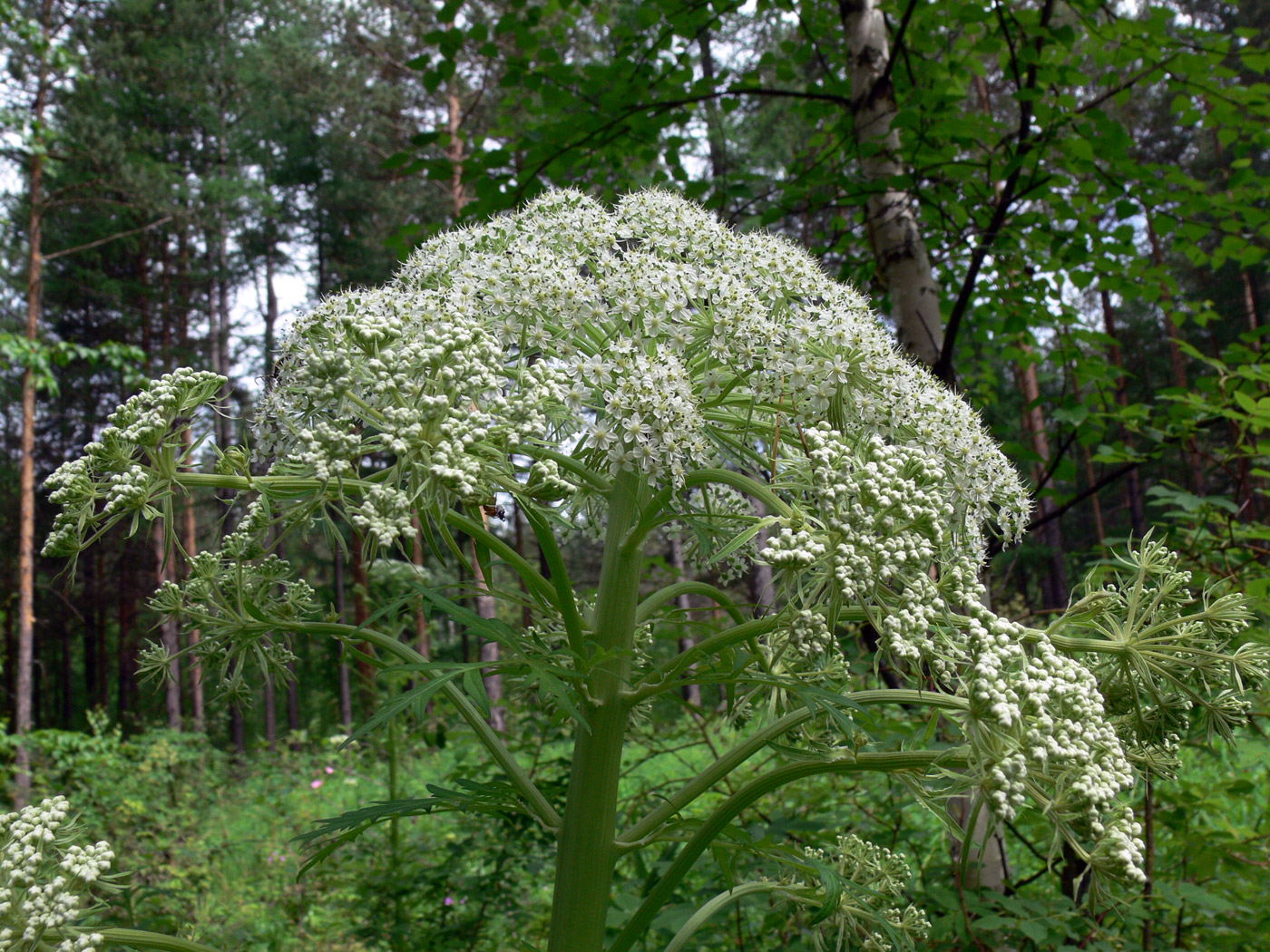 Изображение особи Pleurospermum uralense.