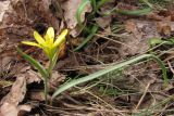 Gagea podolica. Цветущее растение. Крым, гора Парагильмен. 3 апреля 2010 г.