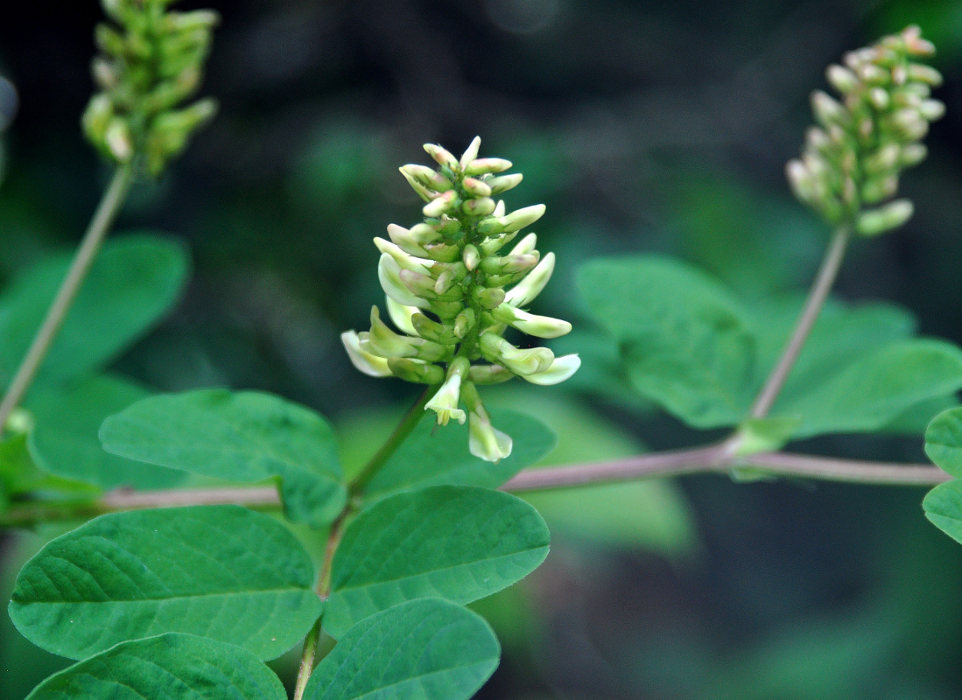 Image of Astragalus glycyphyllos specimen.