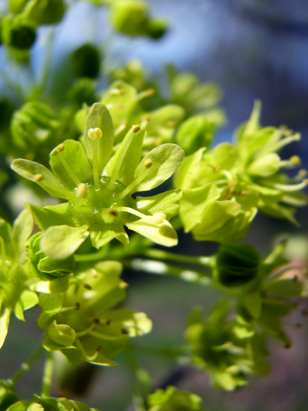 Image of Acer platanoides specimen.