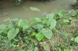 Alocasia acuminata