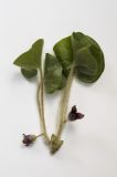 Asarum europaeum