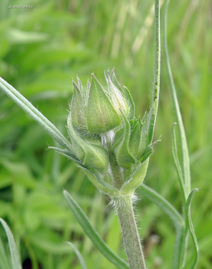 Изображение особи Knautia arvensis.