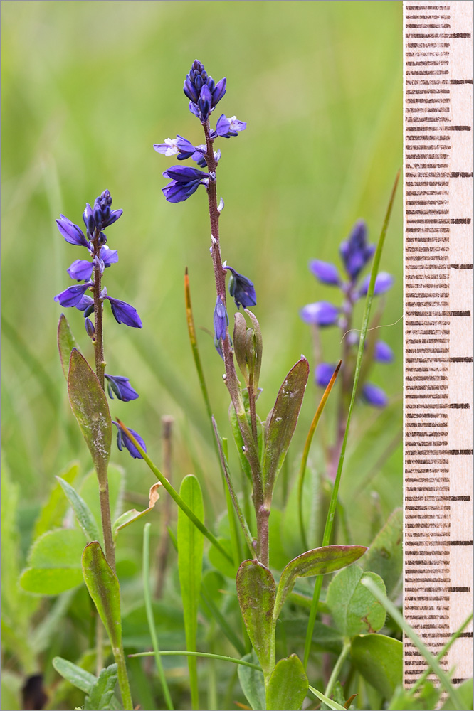 Image of Polygala amarella specimen.