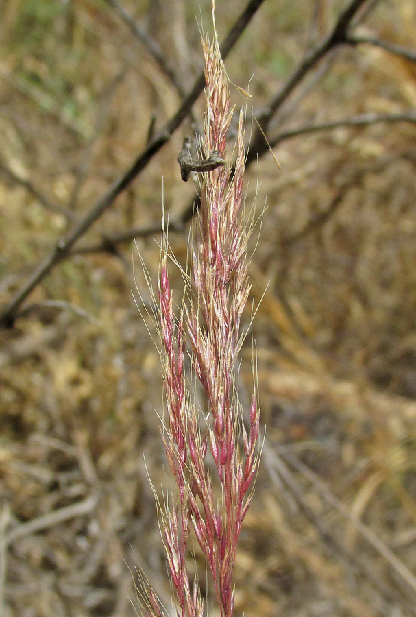 Image of Apera spica-venti specimen.