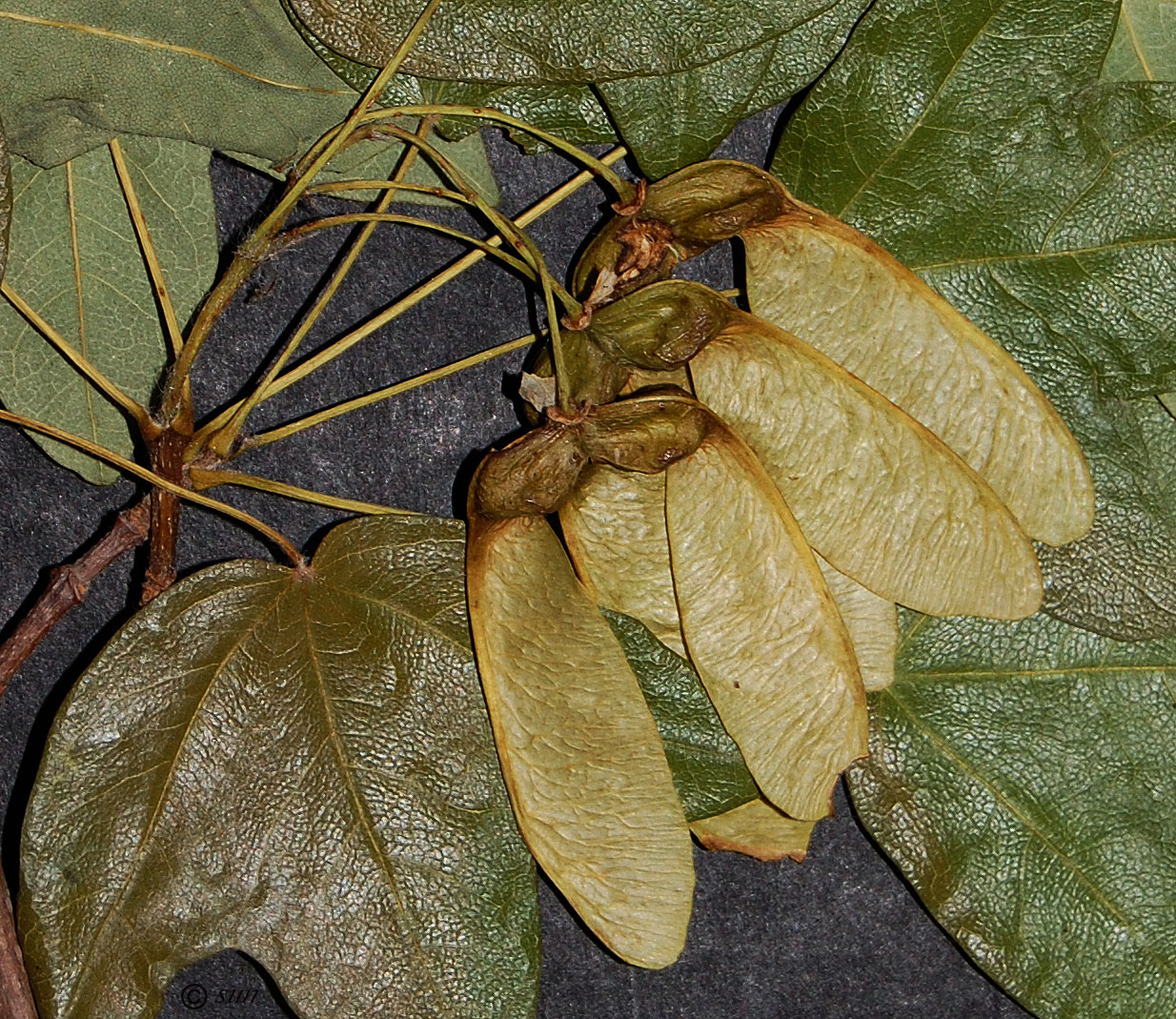 Image of Acer monspessulanum specimen.