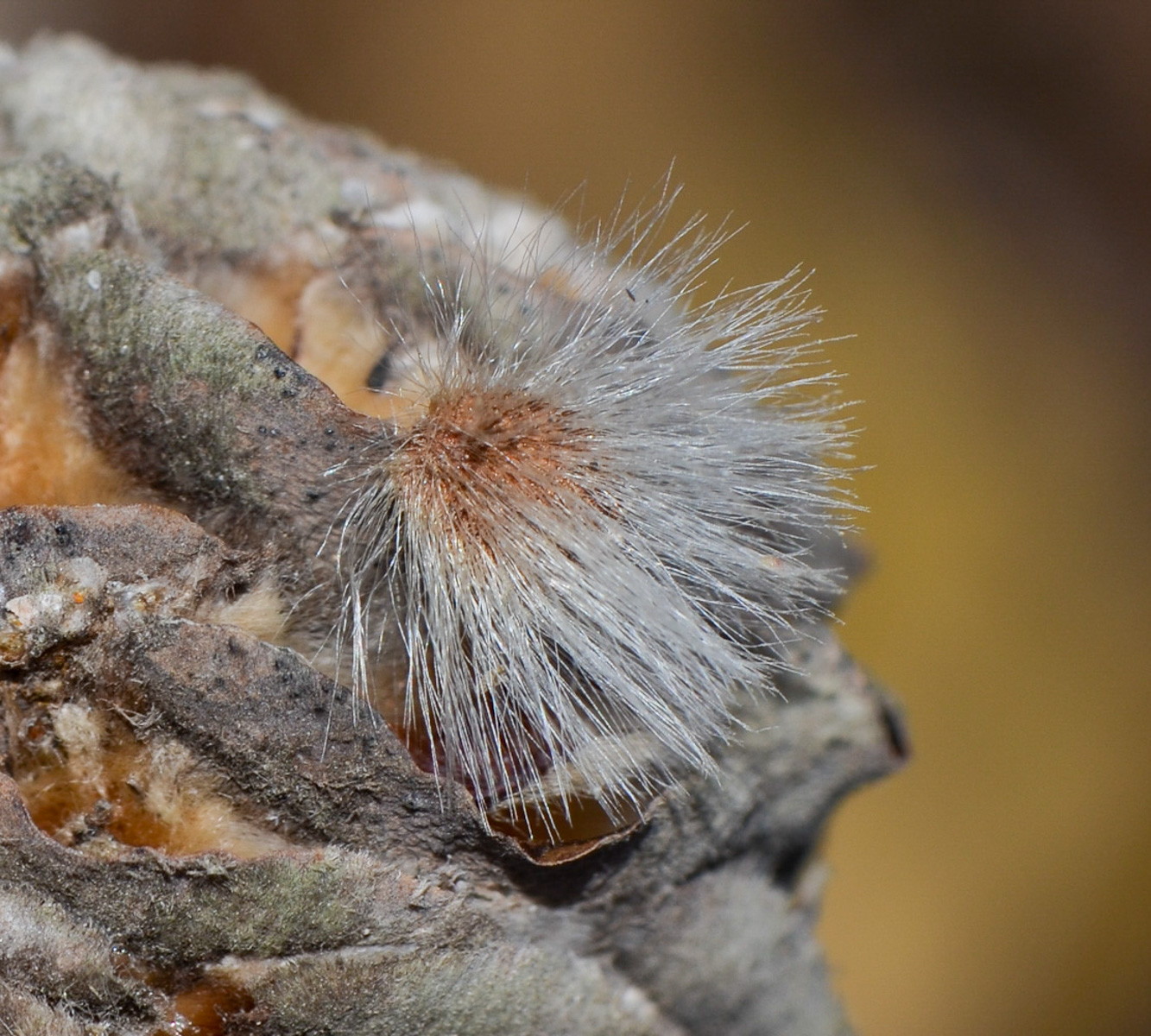 Image of Leucadendron galpinii specimen.