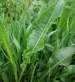 Rumex stenophyllus