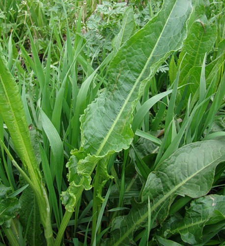 Image of Rumex stenophyllus specimen.