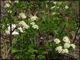 Spiraea crenata. Цветущее растение. Республика Татарстан, Новошешминский р-н, склон долины р. Шешма, 18.05.2005.