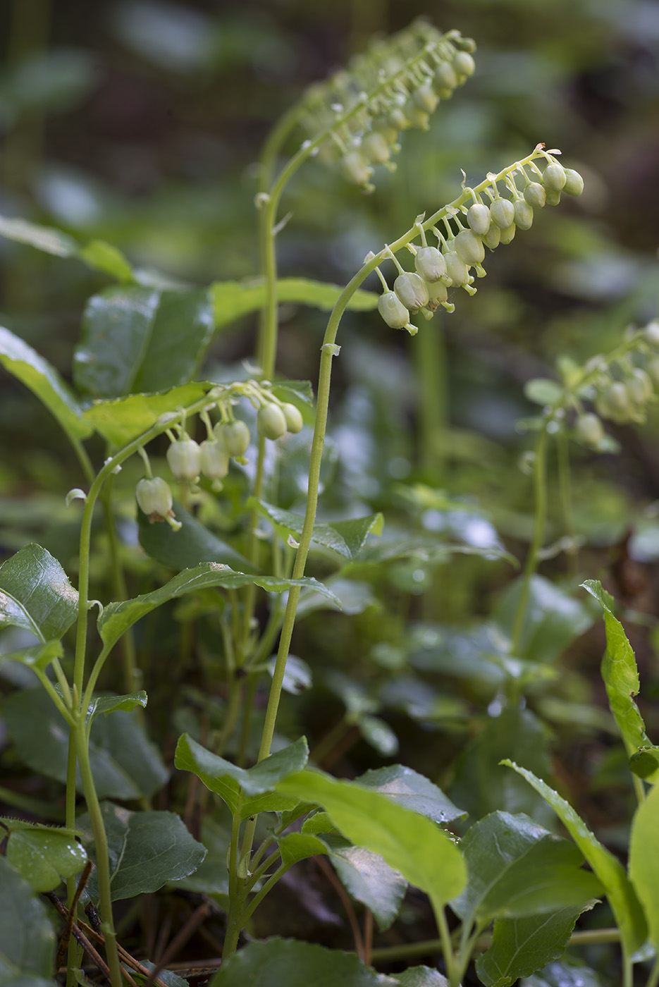 Изображение особи Orthilia secunda.