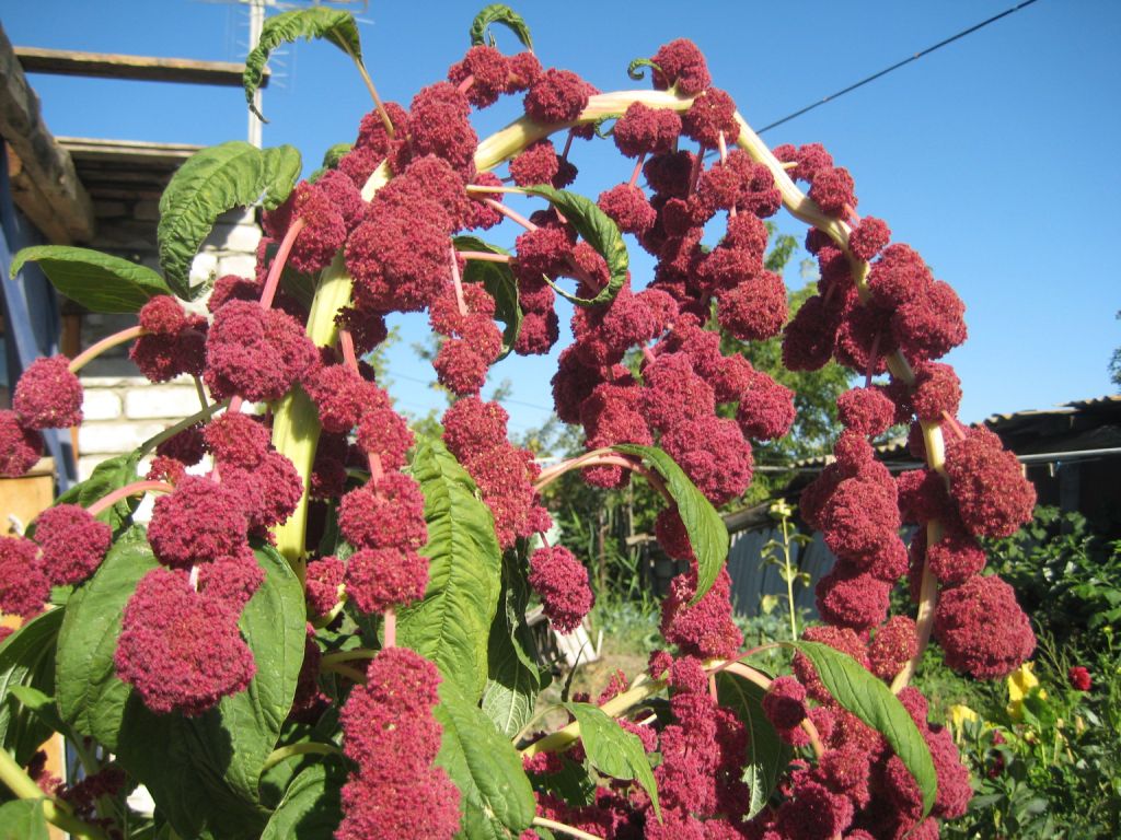 Изображение особи Amaranthus caudatus.