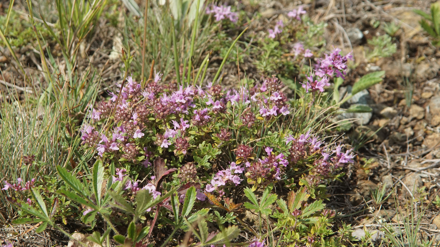 Изображение особи Thymus minussinensis.