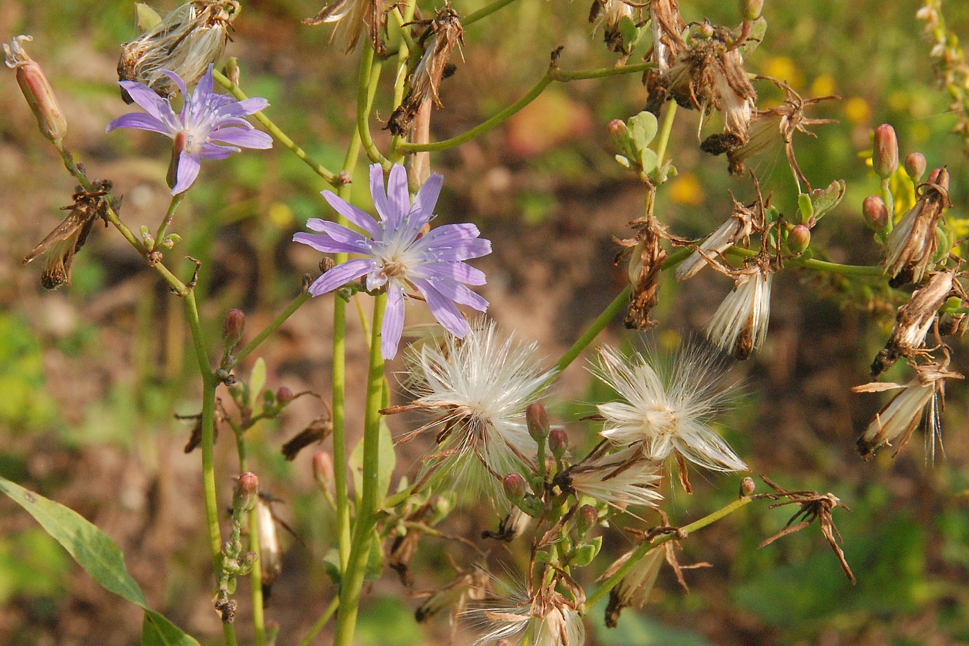 Image of Lactuca tatarica specimen.