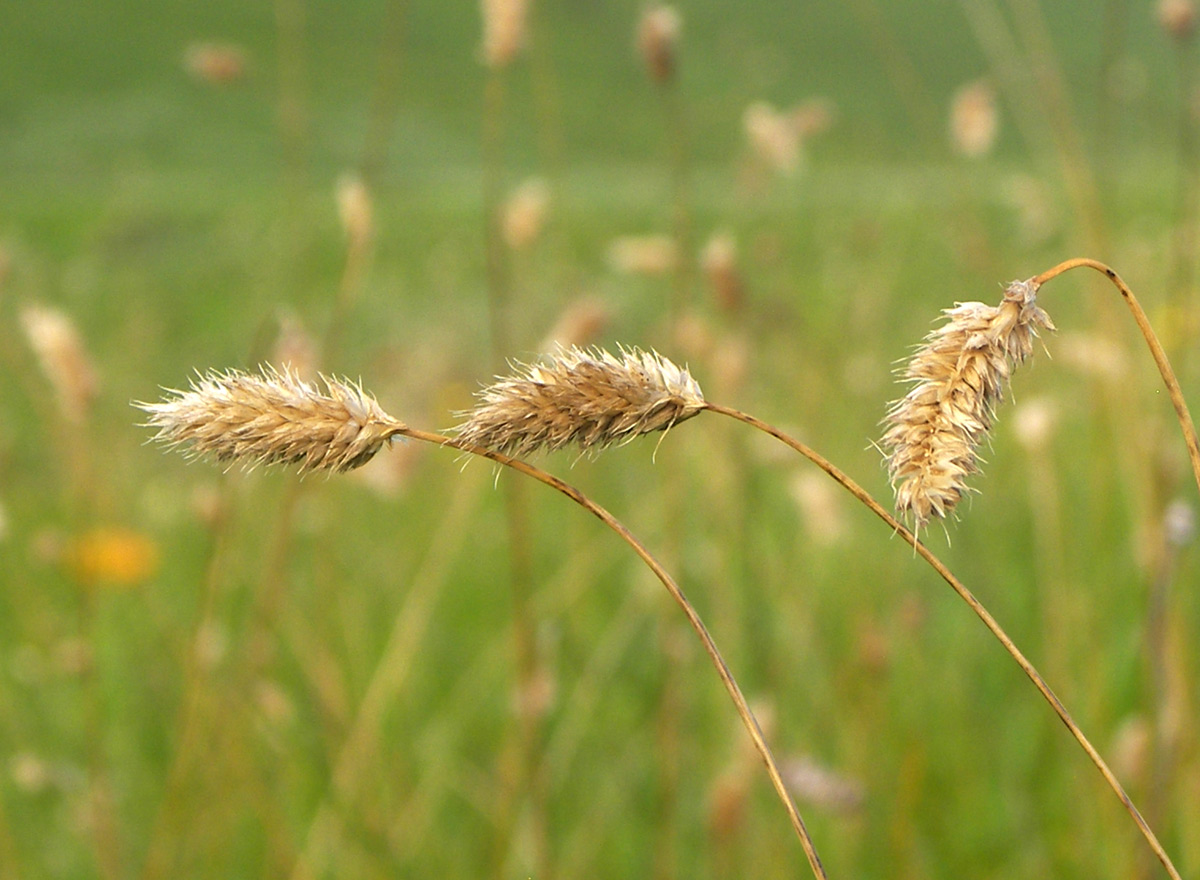 Image of Sesleria heufleriana specimen.