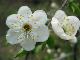 Prunus cerasifera. Раскрытый и раскрывающийся цветки. Украина, Черкасская обл., Каневский р-н, Региональный ландшафтный парк \"Трахтемиров\", насаждение на краю степного участка. 24 апреля 2010 г.