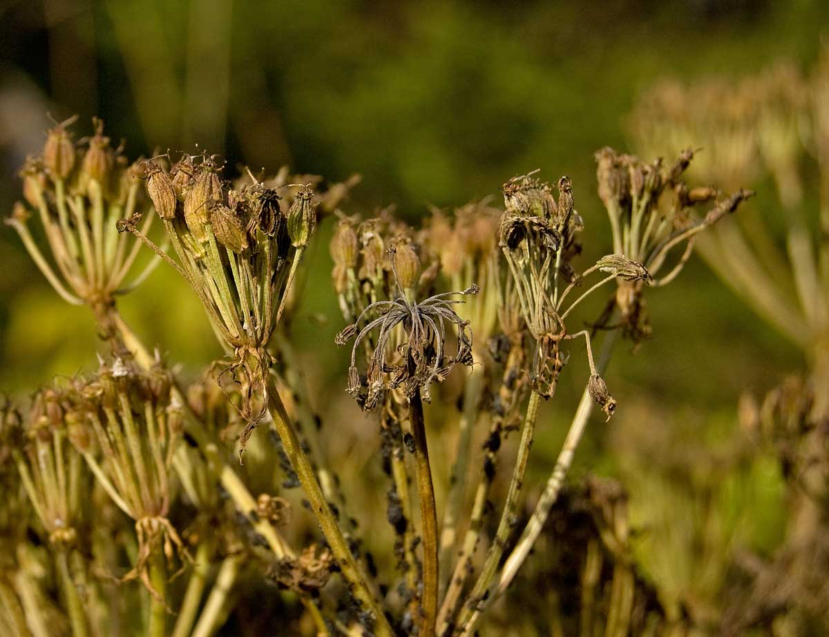 Изображение особи Pleurospermum uralense.