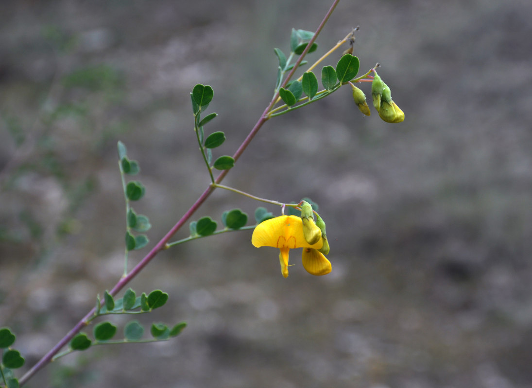 Image of Colutea paulsenii specimen.