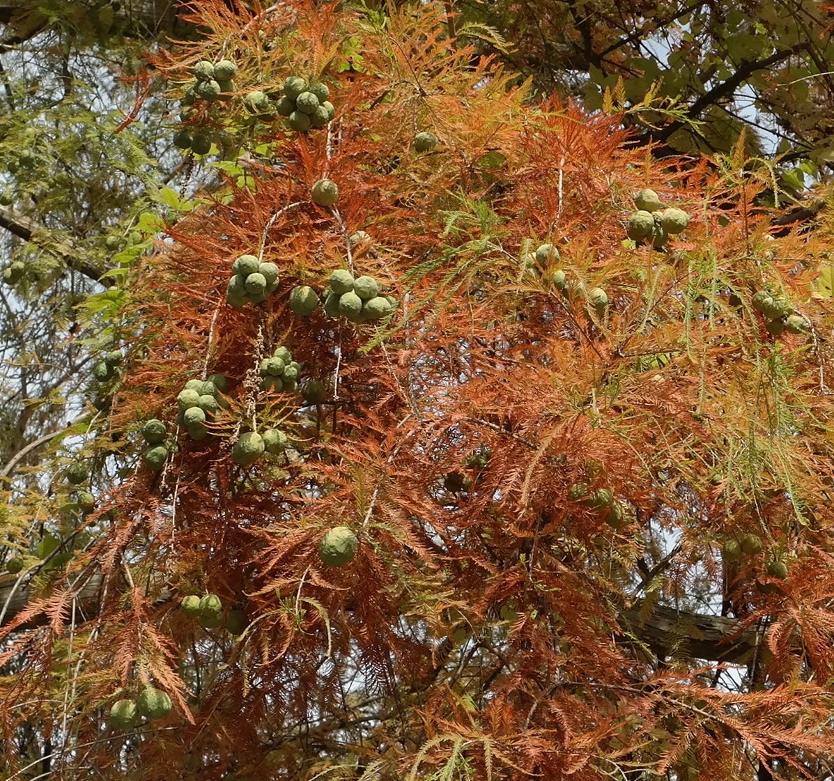 Изображение особи Taxodium distichum.