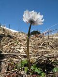 Trollius lilacinus