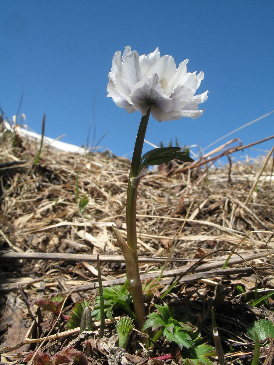 Изображение особи Trollius lilacinus.