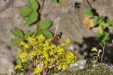 род Sedum. Соцветия. Китай, провинция Юньнань, окр. г. Куньмин, Западные горы, лесопарк. 22 октября 2016 г.