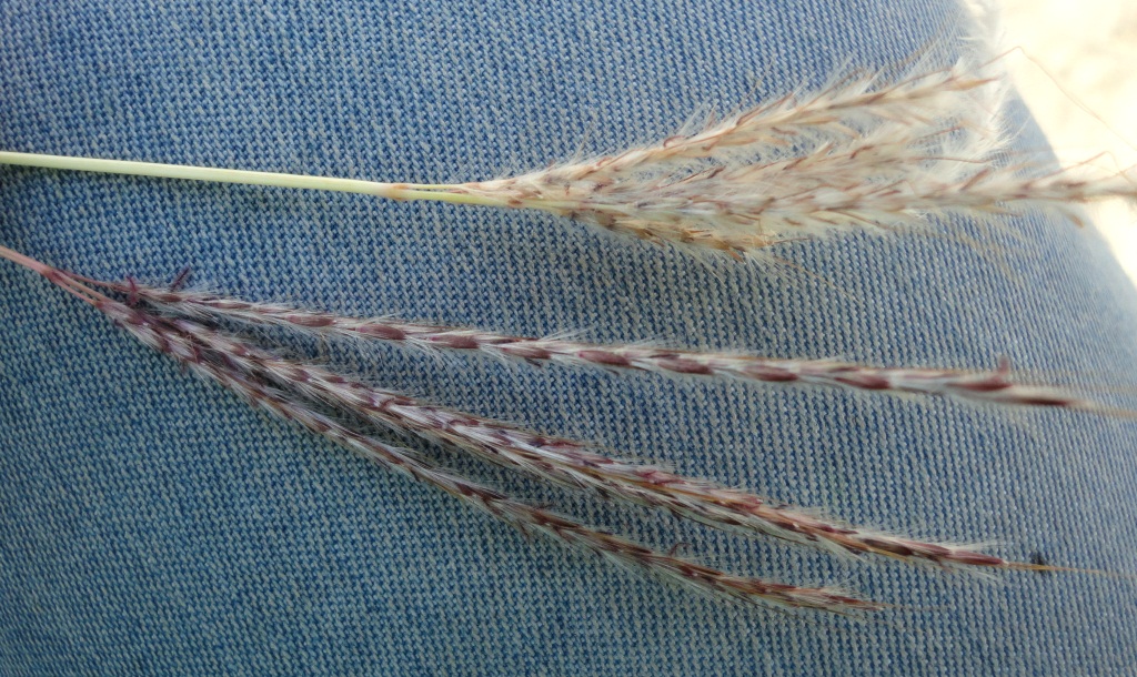Image of Bothriochloa ischaemum specimen.