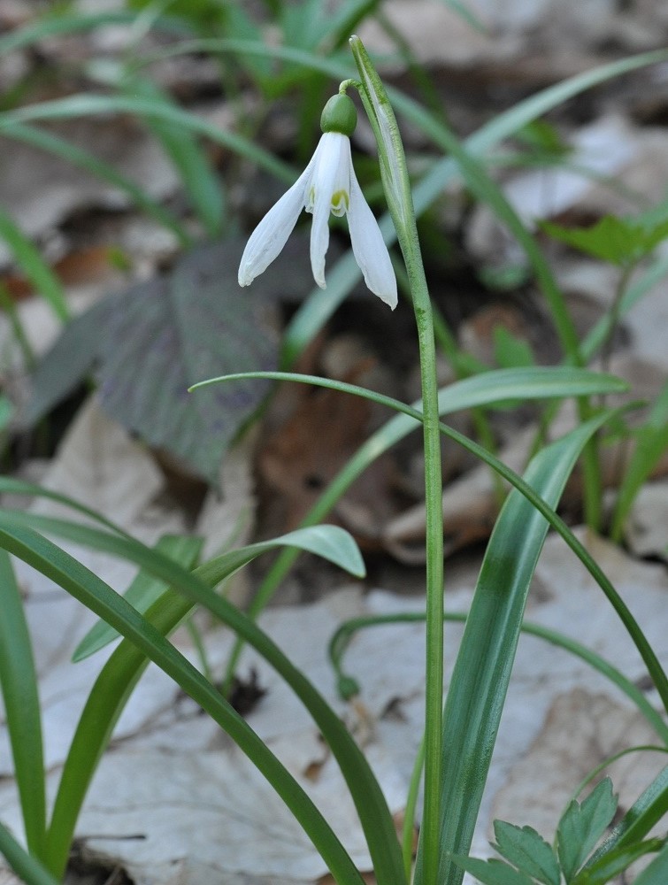 Изображение особи Galanthus caspius.