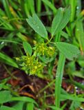 Sibbaldia procumbens. Цветки и лист. Камчатский край, Алеутский р-н, о-в Медный, водораздел северного рукава реки Озерная и безымянного ручья, впадающего в озеро Гладковское с севера, нивальная лужайка. 22.08.2017.